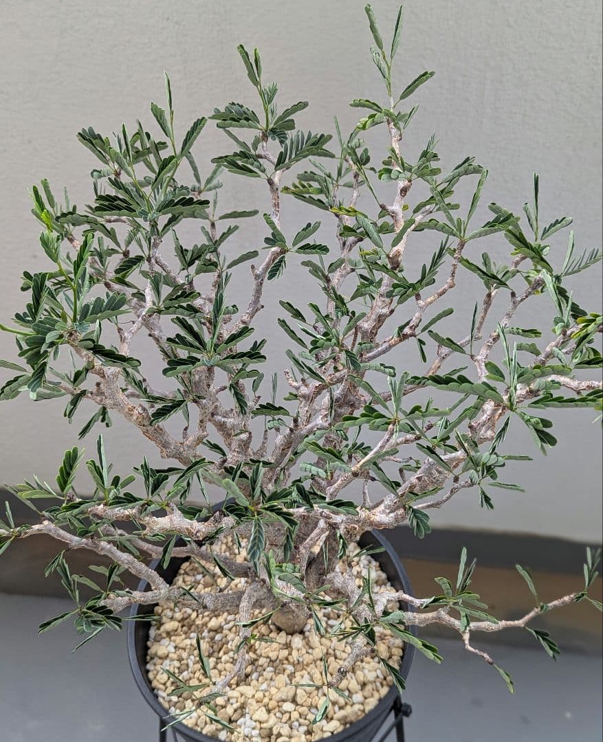 火*＠様 1/31までセール！センナ メリディオナリス　美株