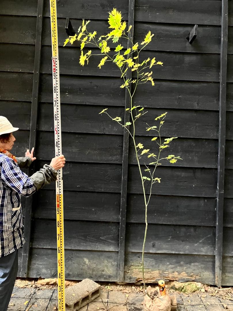 203 山採り　コハウチワカエデ