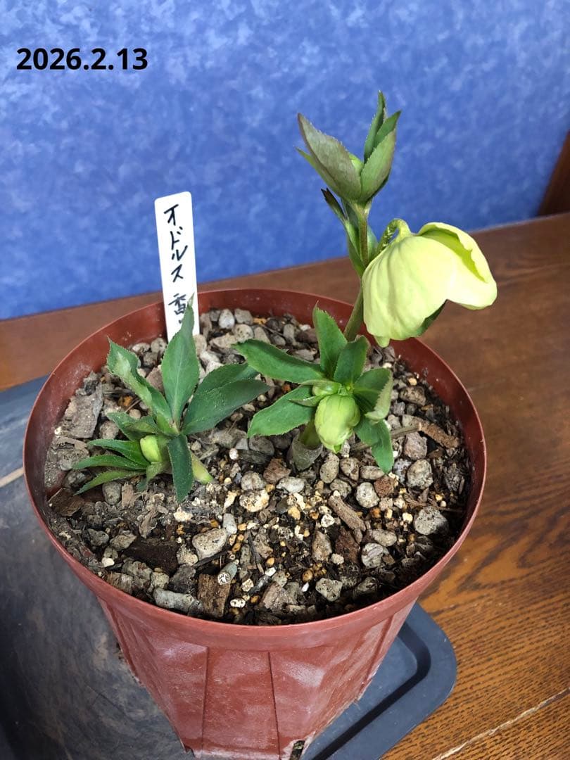 クリスマスローズ　原種　オドルス　緑　シングル　香り