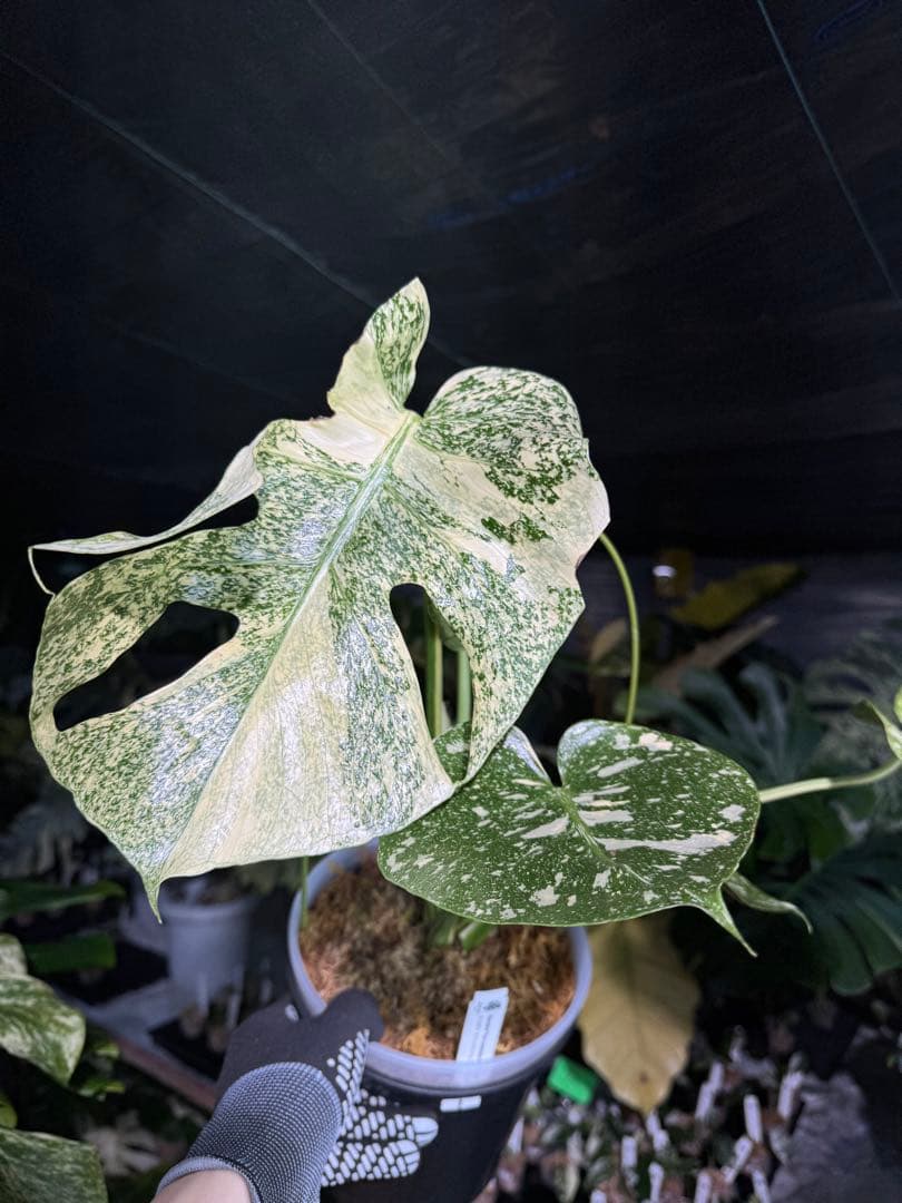 ル*ル様 1モンステラ　タイコンステレーション　スターライト