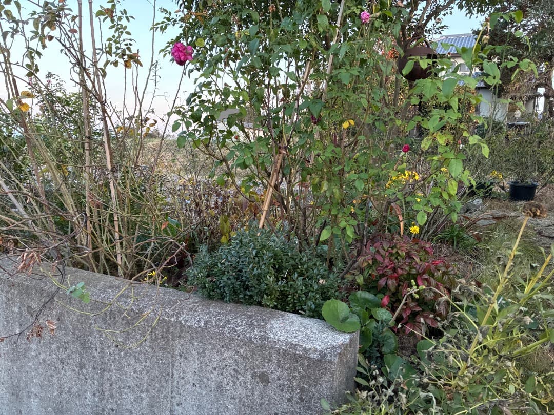 ER・ジェームズ・L. オースチン【大苗】イングリッシュローズ