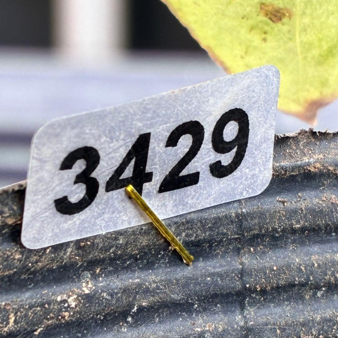 m*i様 3429☘️花付き☘️SD⭐️ボリューム艶ピコSD⭐️バイカラー⭐️コ