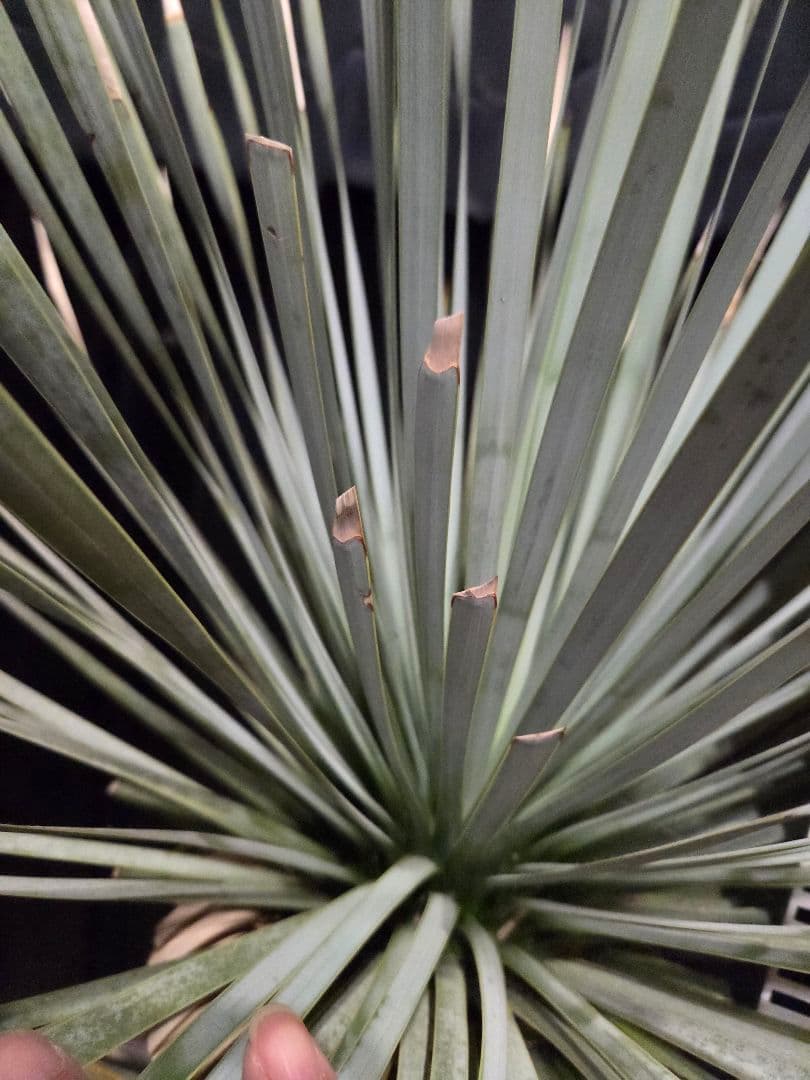 専用出品 特割 ユッカロストラータ 太株 (み)